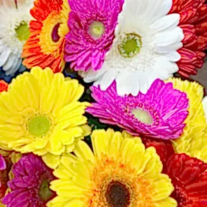 Florist Choice Gerbera bouquet - Gold Coast City Florist