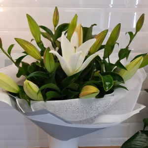 Oriental Lily Bouquet - Gold Coast City Florist