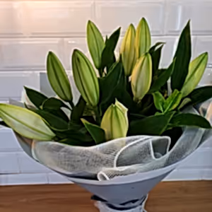 Oriental Lily Bouquet - Gold Coast City Florist